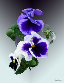 Three Purple Pansies in a Row by Susan Savad