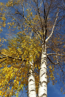 two birch trees  von feiermar