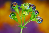 Droplets-bells von Yuri Hope