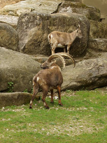 Steinbock von Mathias Karner