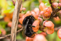 Hummel auf oranger Blüte von Mathias Karner