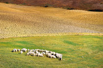 Schafherde Toskana Italien / sheep flock Tuscany von Thomas Schaefer