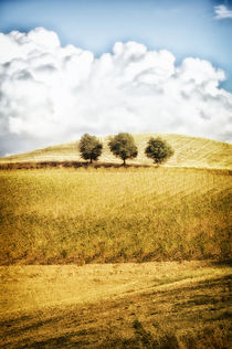 Landschaft Toskana Italien / italian landscape Tuscany von Thomas Schaefer