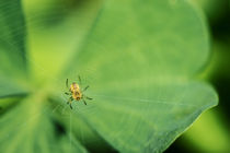 Spinne von Mathias Karner