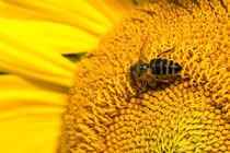 Biene auf Blume by Mathias Karner