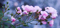 Roses and Lavender Leaves by Thomas Matzl