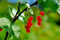 Red currants ripe von Yuri Hope