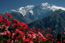 Flowers and ice von heiko13