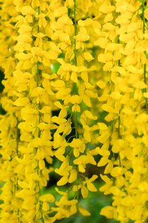 Yellow curtain von Thomas Matzl