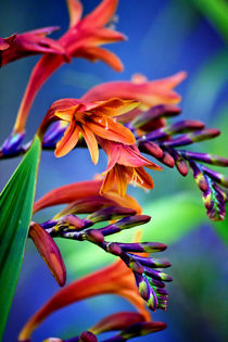 Blooming Crocosmia by Vicki Field