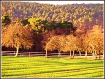 ~ Landscape Trees Hessen ~ von Sandra  Vollmann