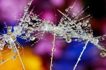 Dandelion after rain against the bright flowers von Yuri Hope