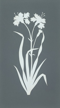 Carnation  von Philipp Otto Runge