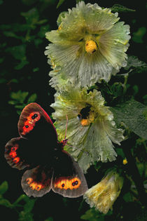 Nach dem Regen - Thirsty Visitors von Chris Berger