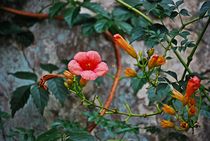 flowers on the wall... by loewenherz-artwork