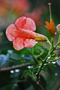 raindrops on a flower... by loewenherz-artwork