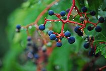 raindrops on grapes... by loewenherz-artwork