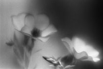 Red flax flowers by Alexander Kurlovich