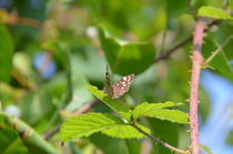 Speckled Wood Butterfly von Malcolm Snook