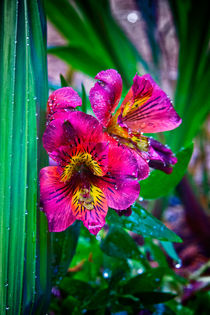 Pink Peruvian lily by Vicki Field