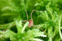 New Year's Eve at the spider, he went for the Christmas tree by Yuri Hope