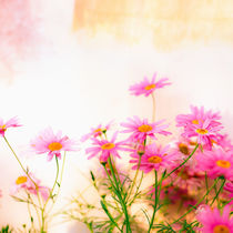 marguerites of light by Klaus Kunze