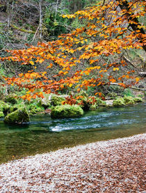 Diversity of autumn colors II. by Thomas Matzl