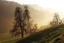 A Foggy Day- Nebellandschaft by kamaku