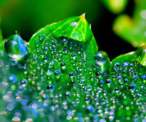 Drops on leaf by Yuri Hope