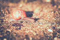 Schnecke auf Sand kriechend von Peter Eggermann