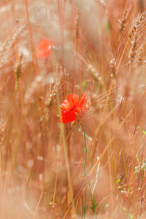 Mohnblüte im Getreidefeld von Peter Eggermann