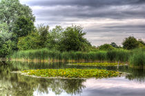 The Lily Pond  von David Pyatt