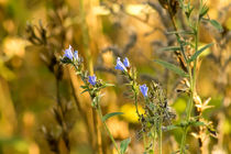 Herbstblumen by toeffelshop