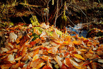 Farben des Herbstes by Reinhard Kepplinger