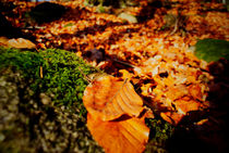 Farben des Herbstes von Reinhard Kepplinger