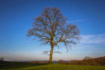 Herbst von Simone Rein