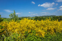 Hochsauerland by Simone Rein