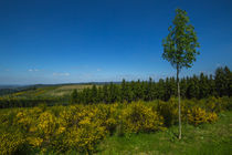 Hochsauerland by Simone Rein