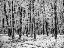 Frozen Branches von GabeZ Art