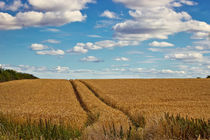 In Golden Fields von Vicki Field