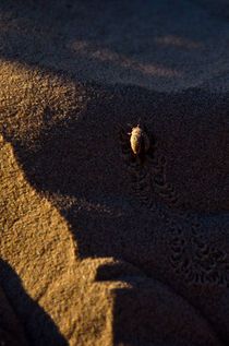 6x6 Beetle von Janis Upitis