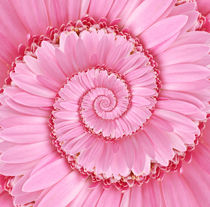 Pink Spiral Gerbera Flower Droste by Kitty Bitty