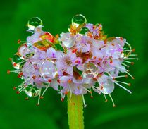 Wedding bouquet von Yuri Hope