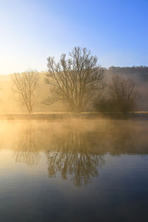 Bäume und Nebel von Bernhard Kaiser