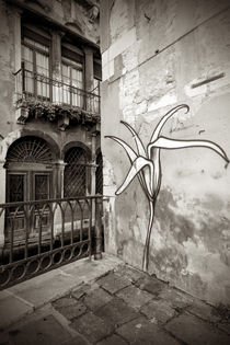 Wandblume in Venedig von Andreas Müller