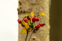 Hagebutten vor einem Birkenstamm by toeffelshop