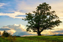 The Old Oak by Geir Ivar Ødegaard