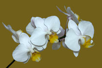 Orchidee Phalaenopsis - orchid phal by monarch