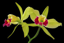 Orchidee - Cattleya Green Cherry - orchid von monarch