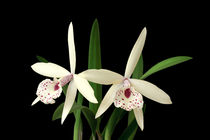 Orchideen Brassolaelia - orchids von monarch